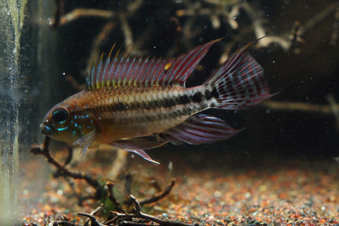 短鲷泰菲酋长短鲷