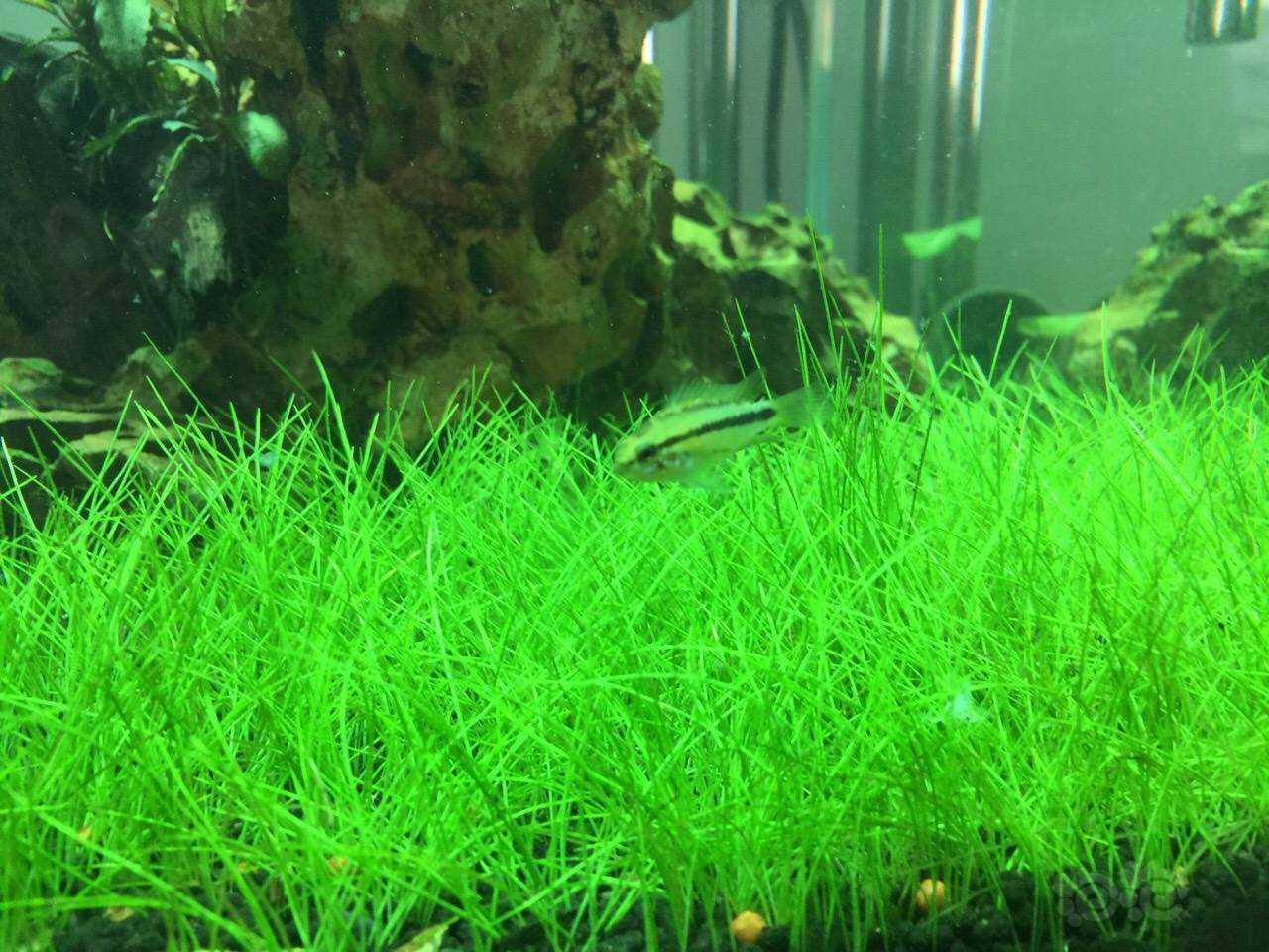 牛毛缸就喜欢长得慢好打理的