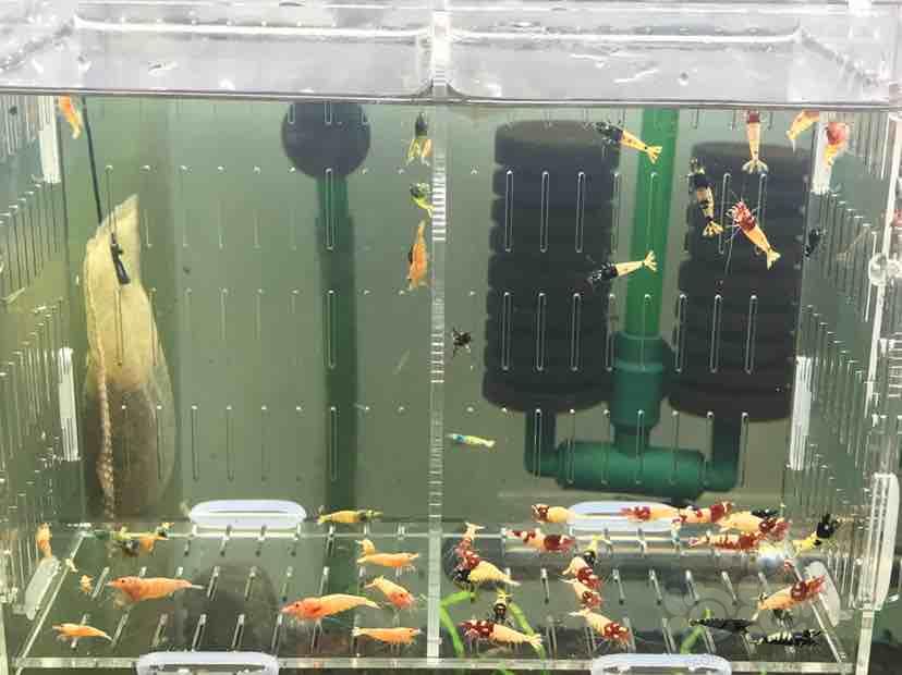 【虾】2018-11-17#RMB拍卖杂虾公虾50只-图2