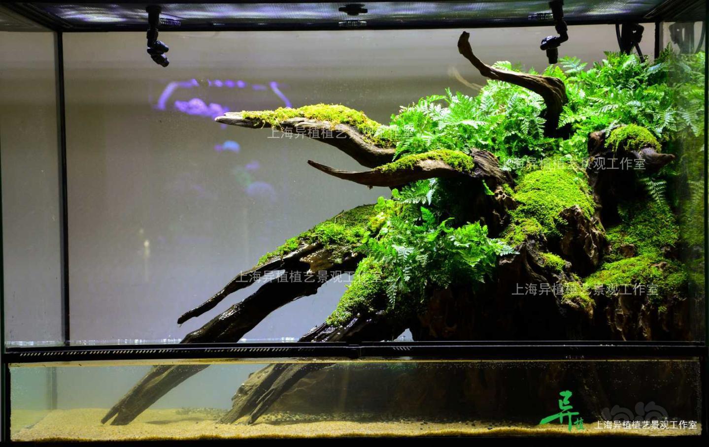 水陆旧雨林缸的改造