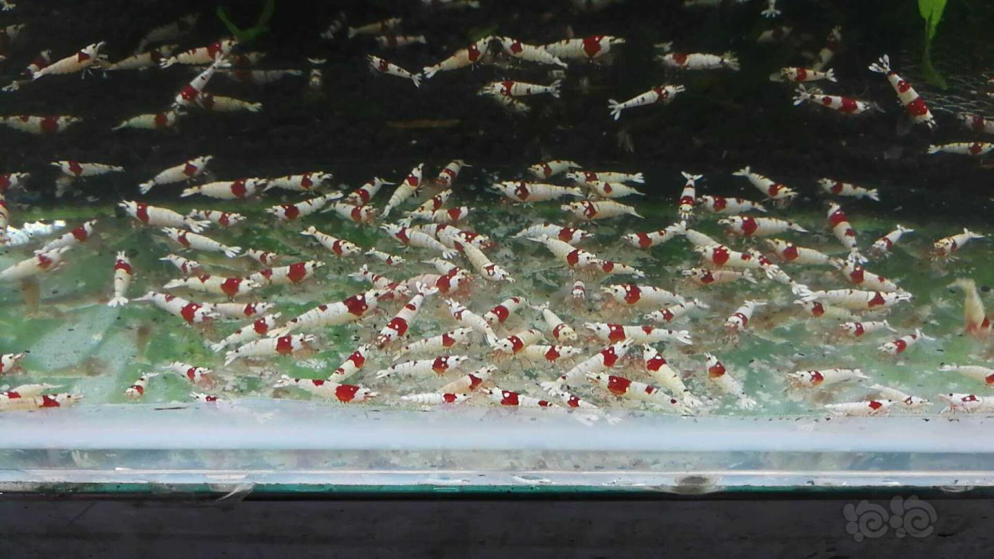【出售】出售大量纯血红白水晶虾-图2