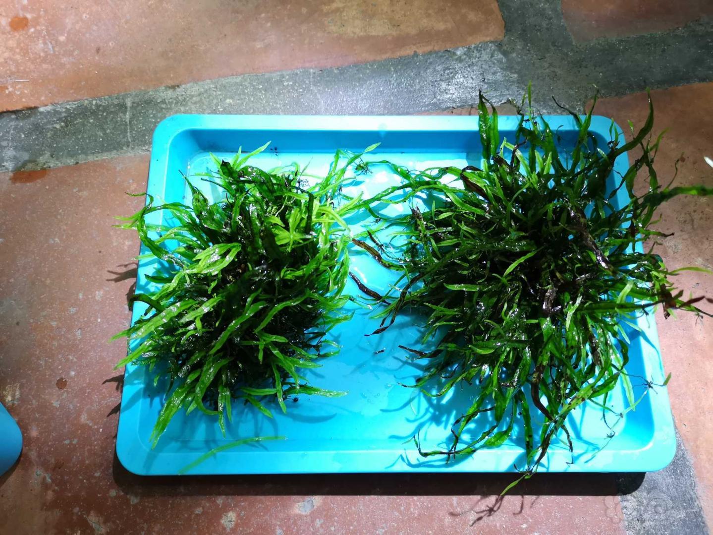 【出售】细叶铁，小箦藻！-图1