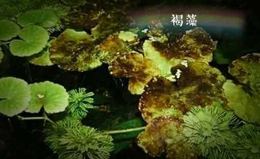 各种藻类图片-图2