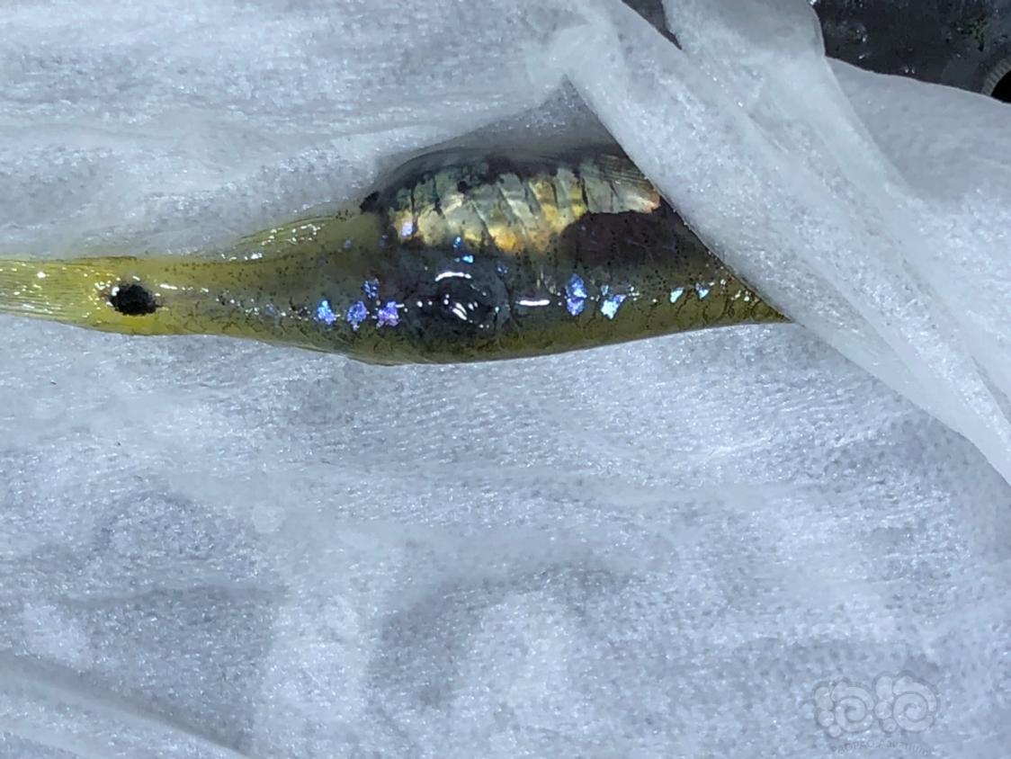 灯科鱼龙须灯身上白色溃烂什么原因