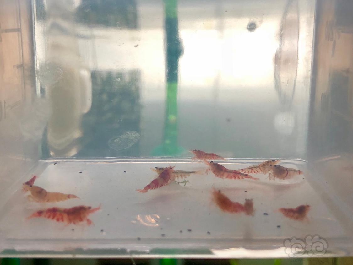 【虾】2018-11-28#RMB拍卖红虎晶一份12只-图1