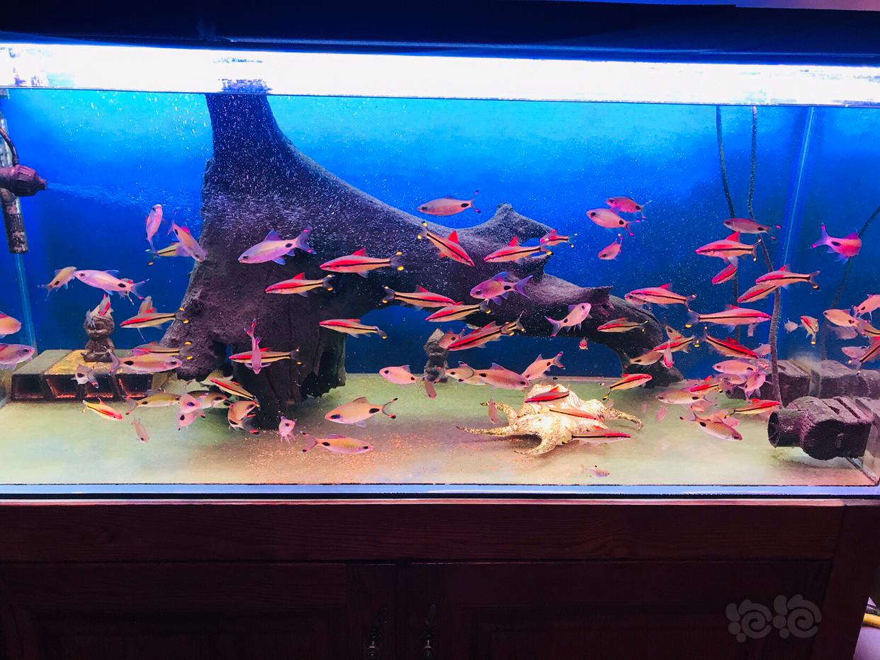 【热带鱼】出紫红两点鲫-图1