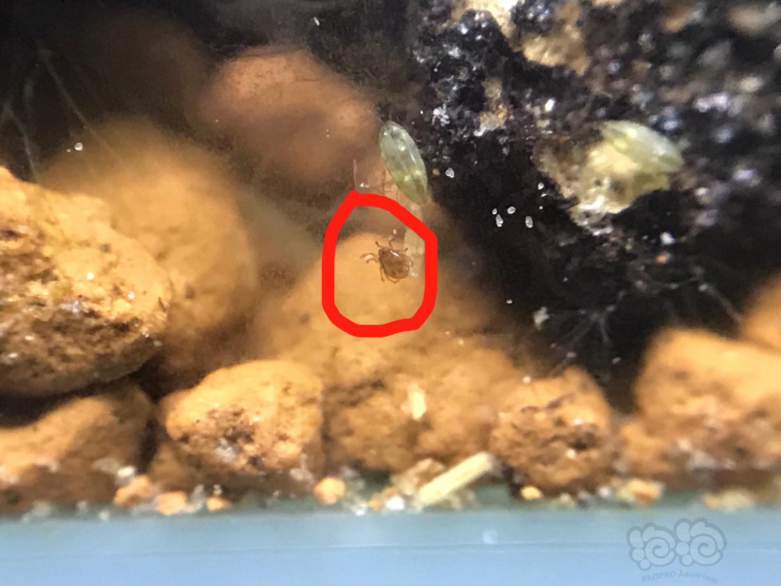 虾缸里的虫,谁认识,科普一下 很小,肉眼看不清,放大看有点像蜱虫