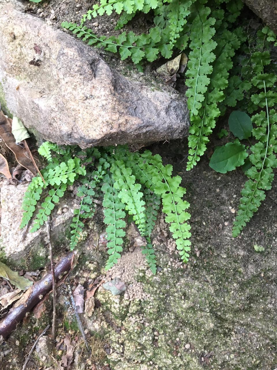 山上挖的蕨类那种可以转水的没人知道我试试吧