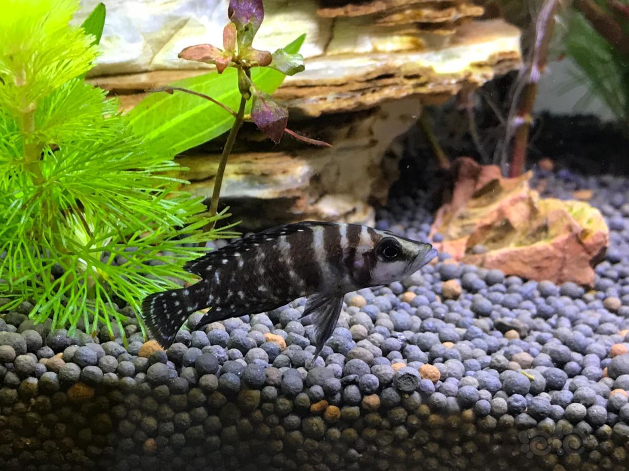 三湖慈鲷这是黑喷虎还是黑水泼虎