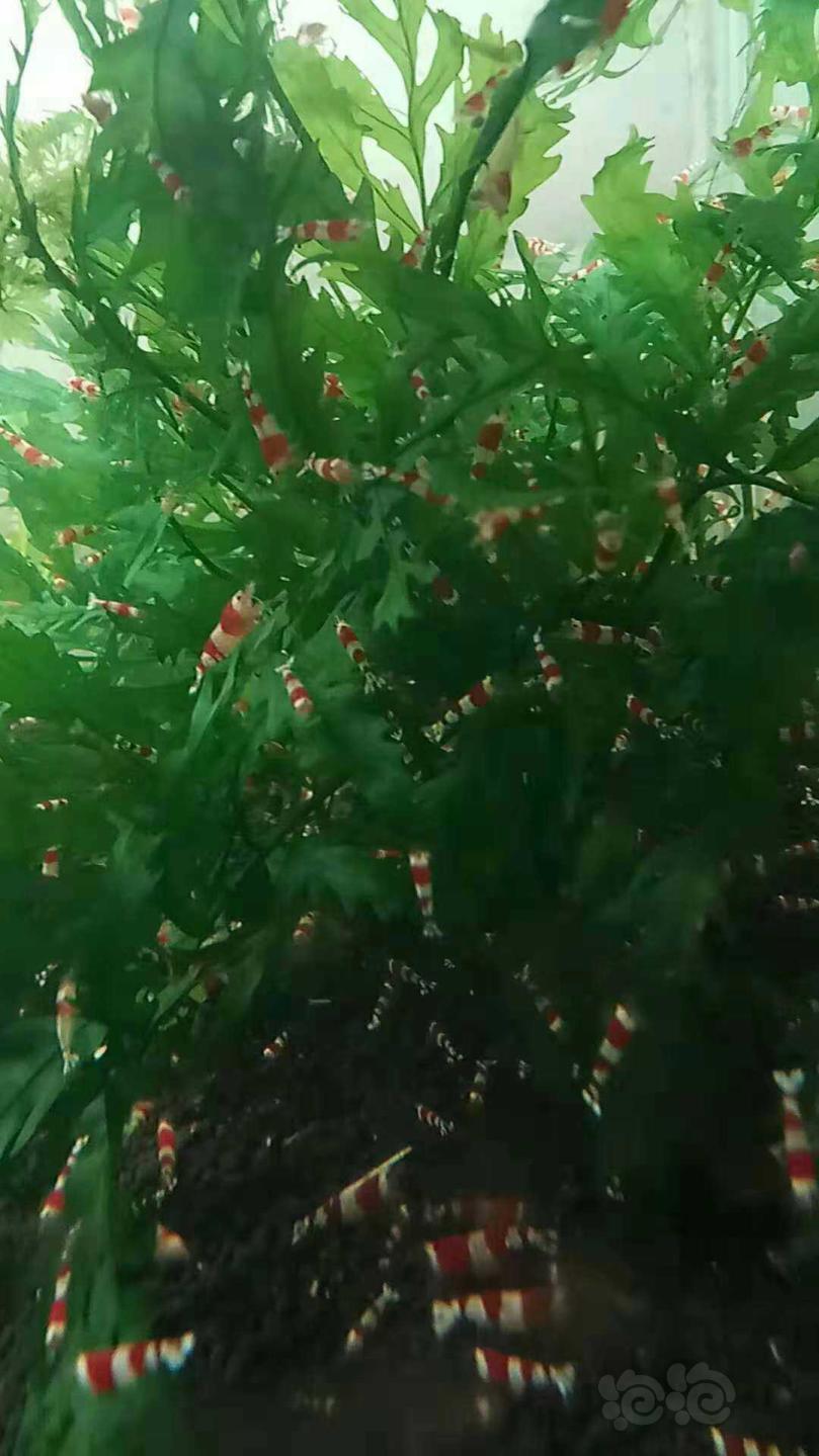 入门级红白水晶虾-图1