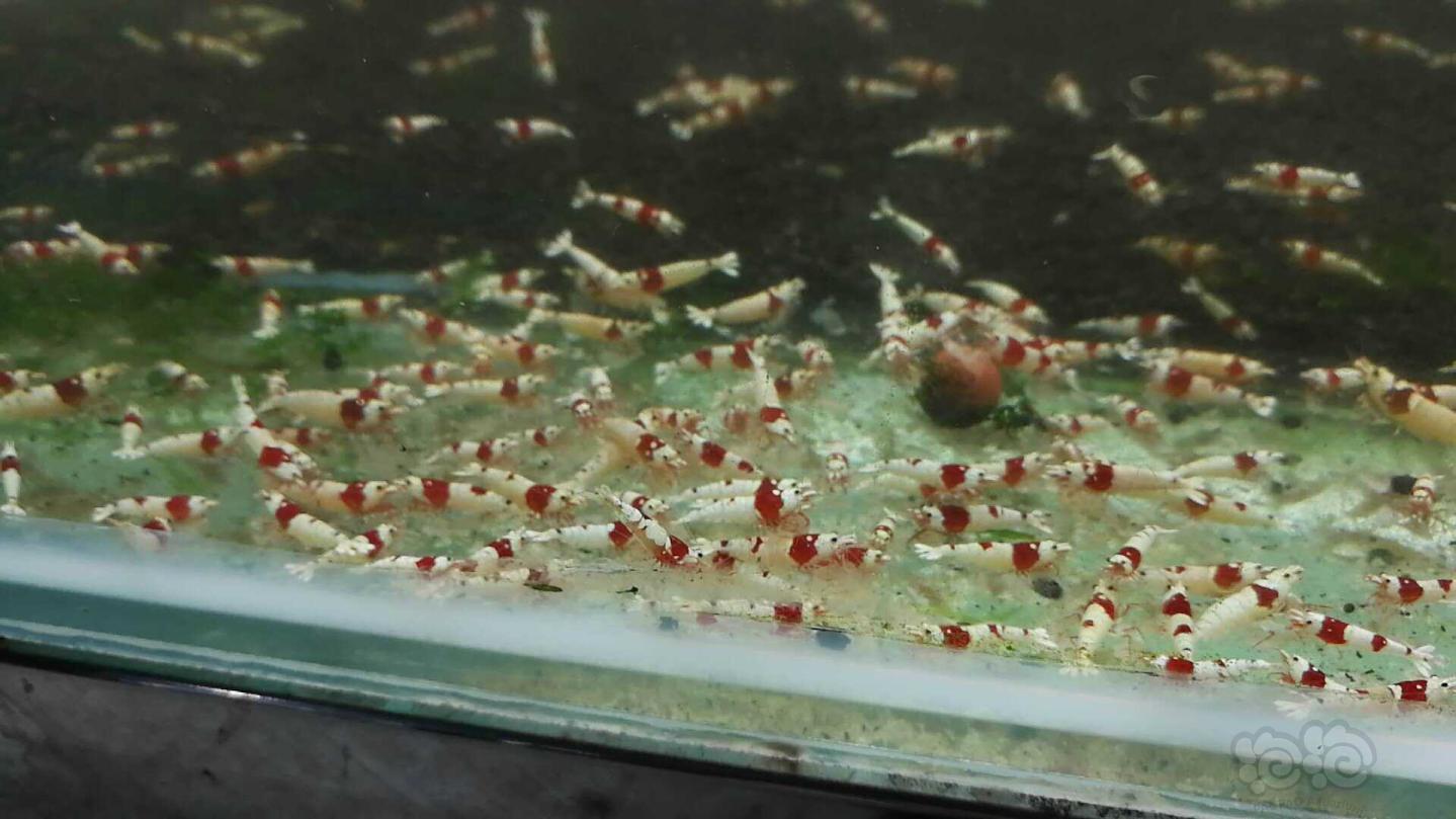 【出售】出售大量纯血红白水晶虾-图1