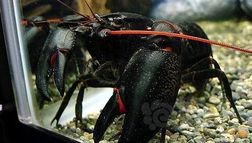 Cherax preissii (사진출처=https://www.paopaosz.com 제공) 출처:아쥬어페이퍼(https://azurepaper.co.kr)