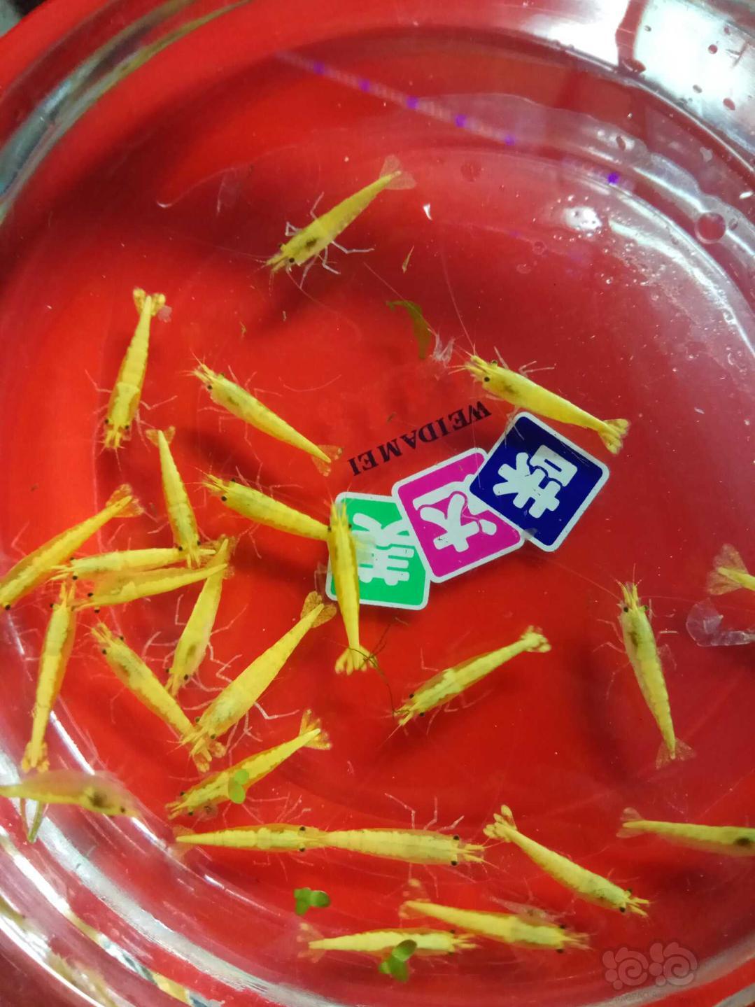 【虾】2018-11-12#RMB拍卖金背黄金米虾种虾25只，送5公-图2