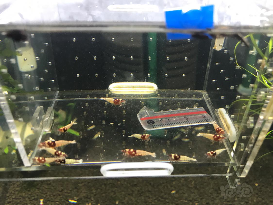 【虾】2018-11-15#RMB拍卖红洞头多洞一份15只-图6