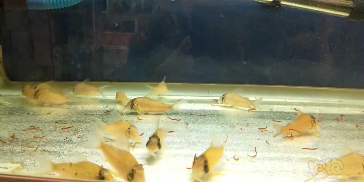 【鼠鱼】订水中的长吻海盗鼠鱼