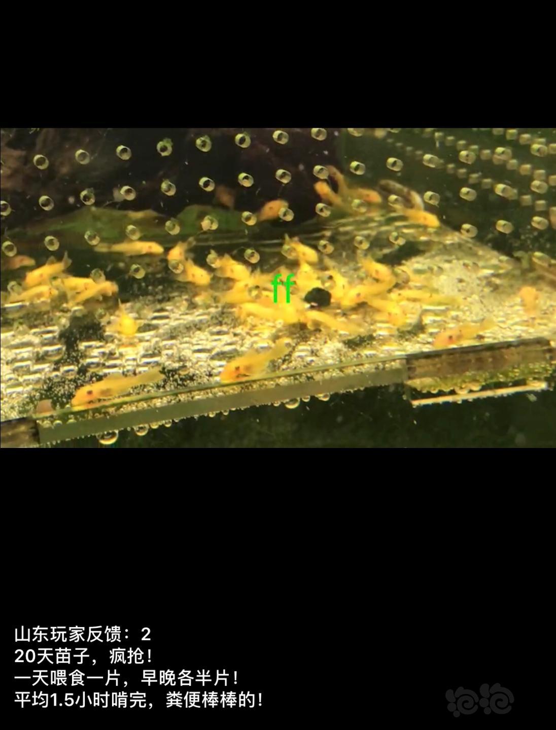 【用品】2018-11-26#RMB拍卖小球藻片一罐80g水晶虾/观赏螺，素食异形胡子大帆功能型饲料-图3