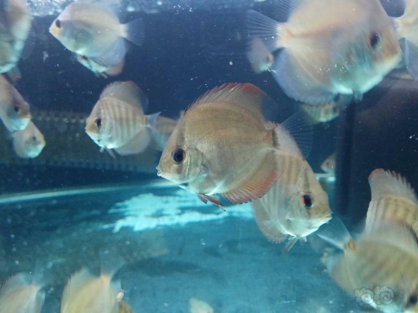 【热带鱼】七彩神仙鱼苗