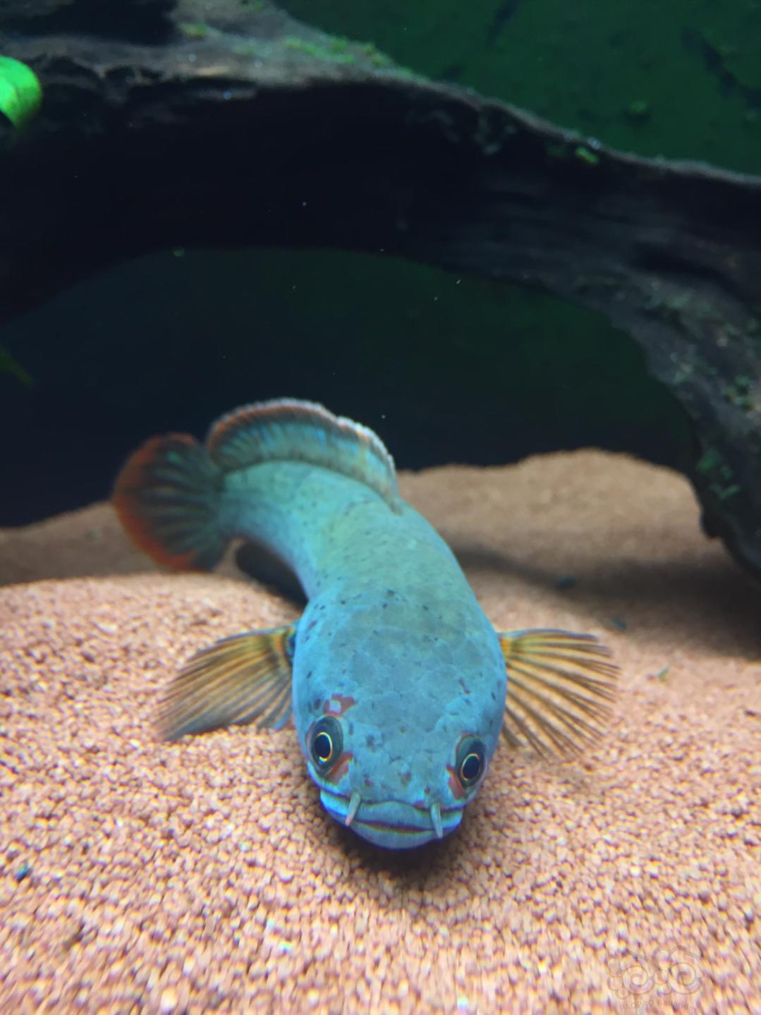 【雷龙】养了几个月的血斑1