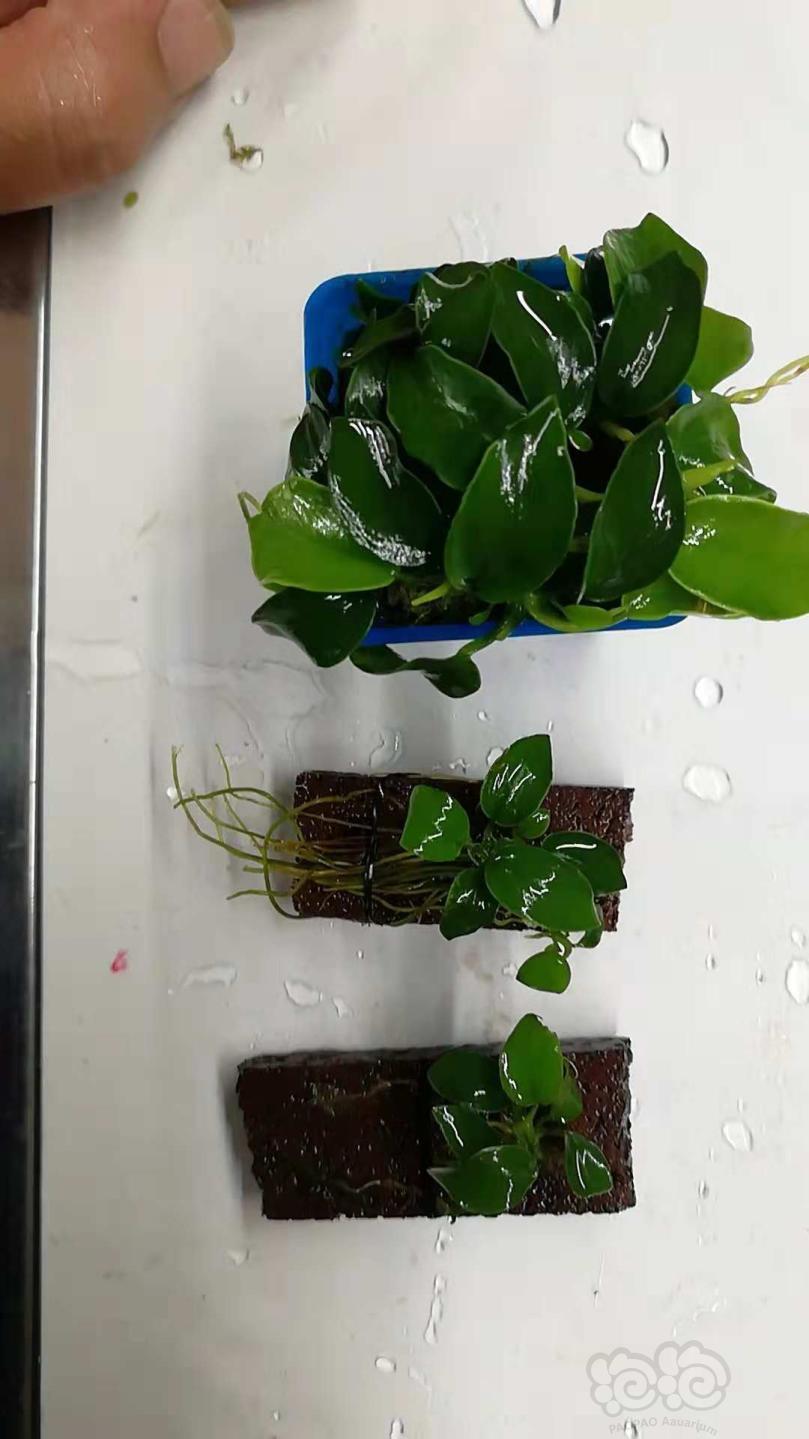 【出售】出售矮种黑木蕨35元一份包邮，翡翠珍珠苔，迷你榕，挖耳，雨裂，各种莫斯-图1
