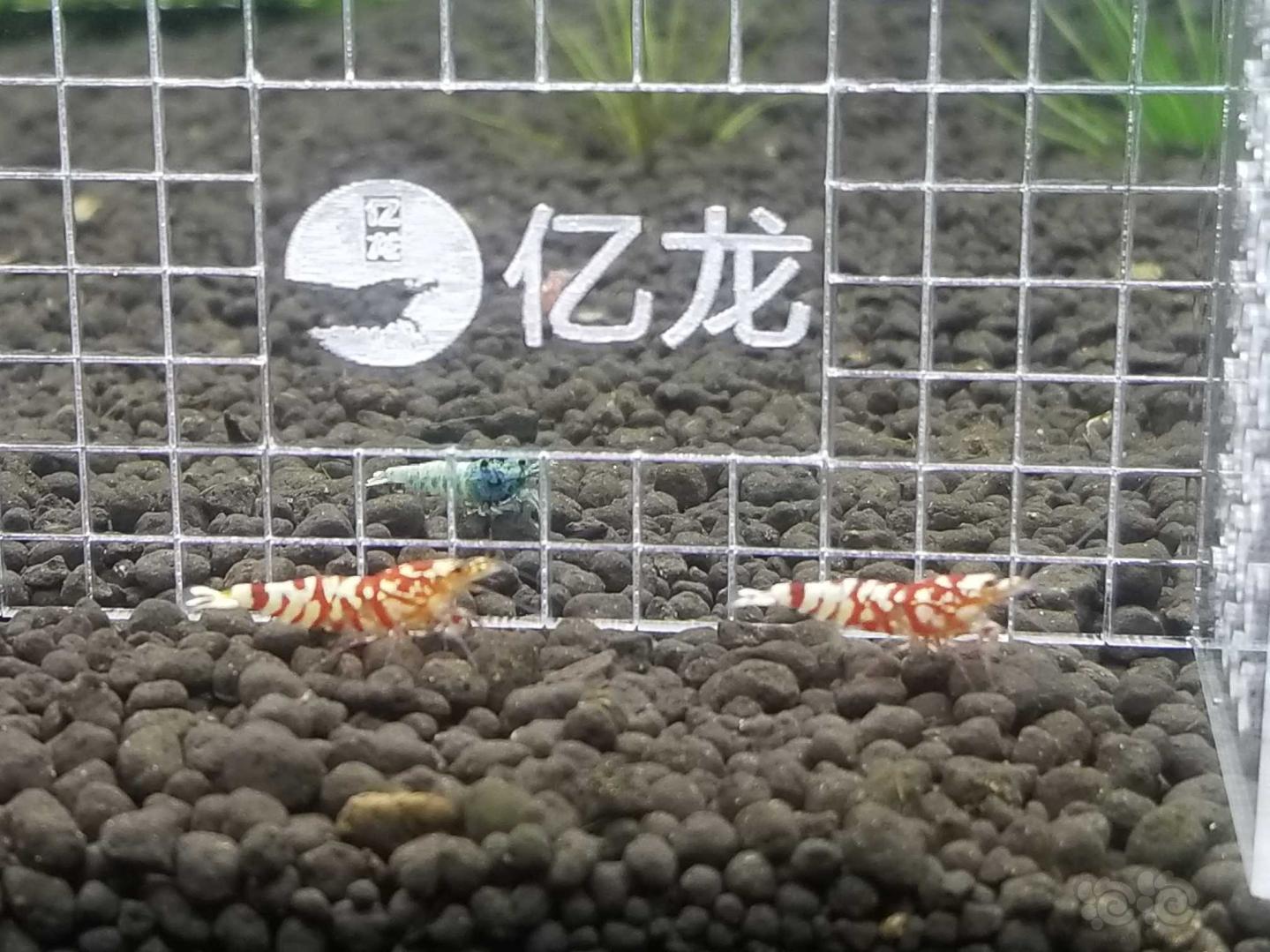 【虾】2018-12-01#RMB拍卖红花虎三只-图16
