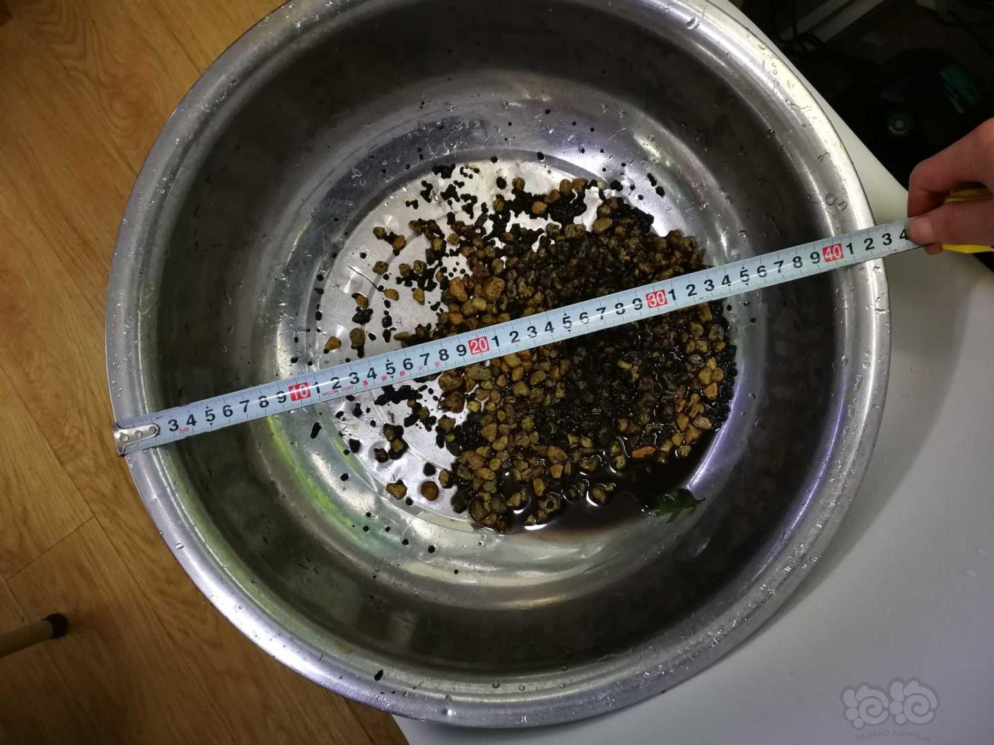【用品】2018-11-22#RMB拍卖凤尾蕨（自辨）一丛-图1