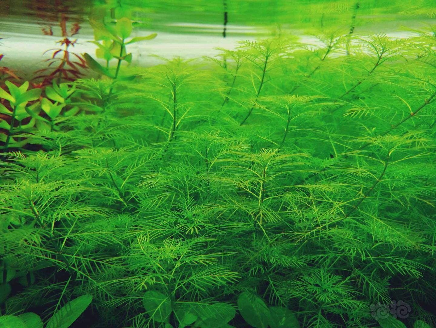 山东出水草品种不多数量不少