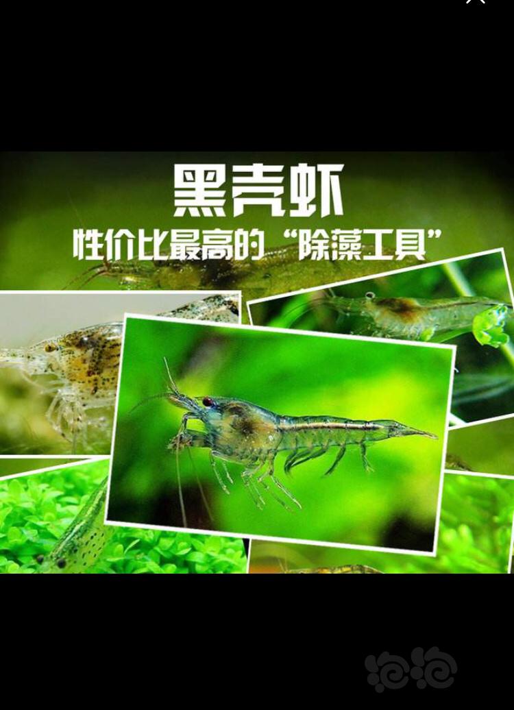 【虾】2018-11-24#RMB拍卖黑壳虾1200只-图3