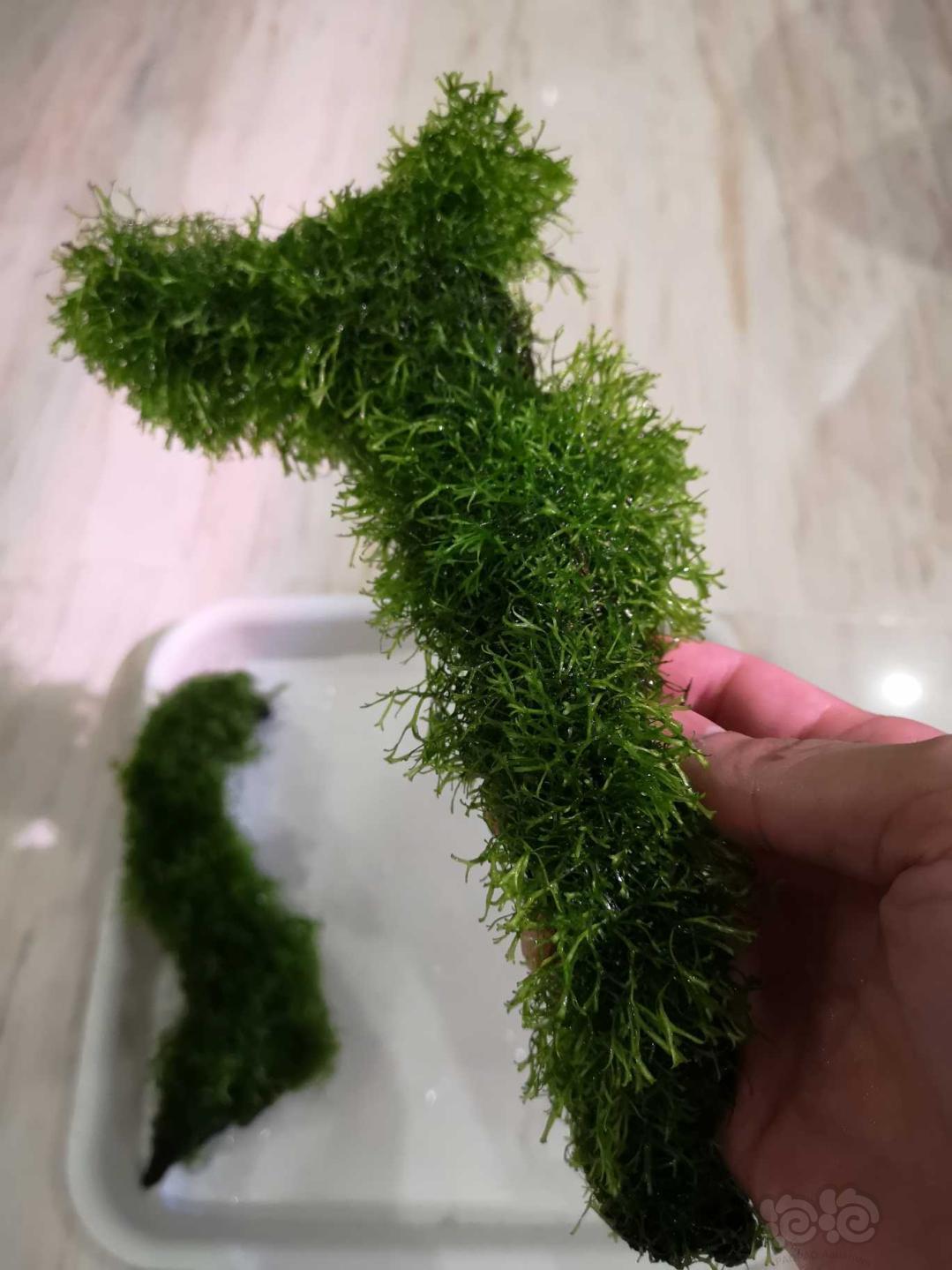 水草 鹿角苔沉木 泡泡水族