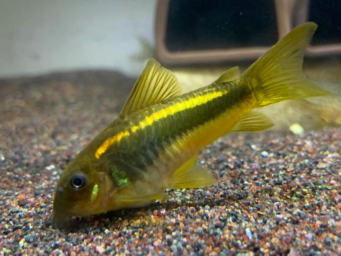 鼠鱼是不是应该给它找个伴