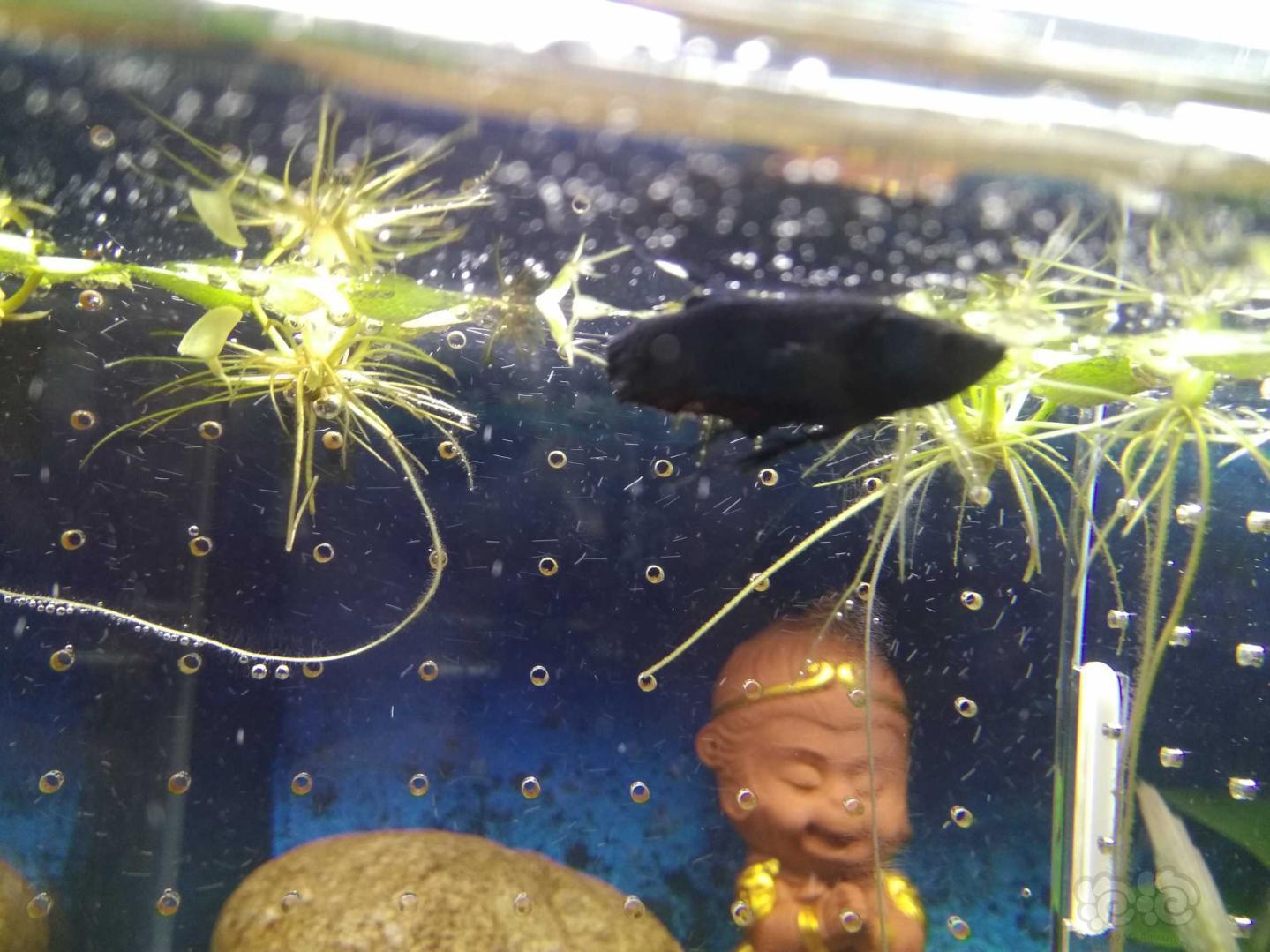斗鱼 鱼鳍长歪了 泡泡水族