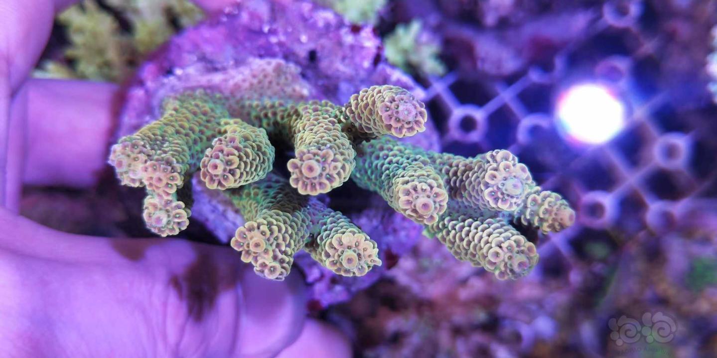 硬骨珊瑚