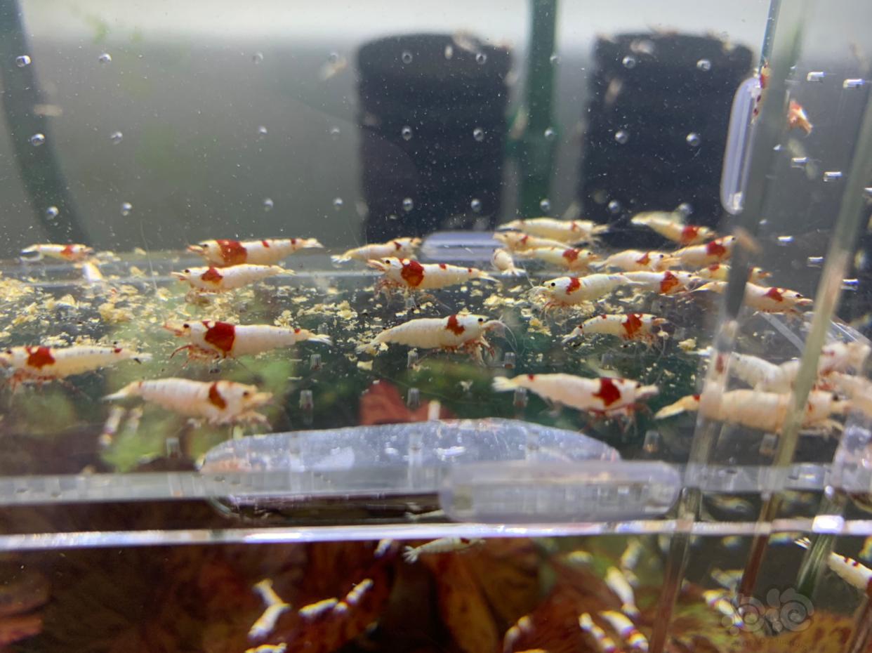 【虾】2018-11-22#RMB 红白水晶虾-图3