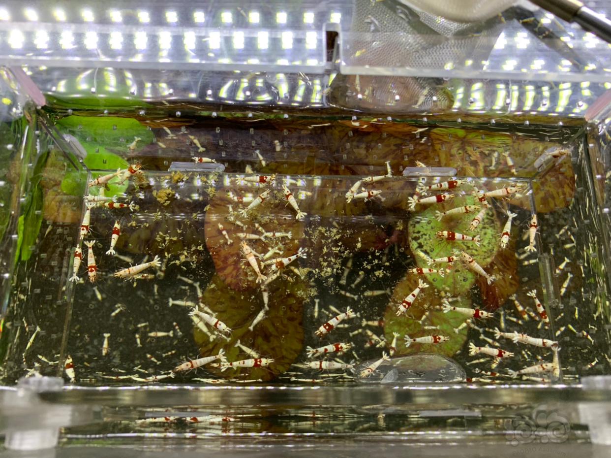 【虾】2018-11-22#RMB 红白水晶虾-图2