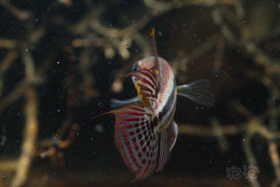 短鲷泰菲酋长短鲷