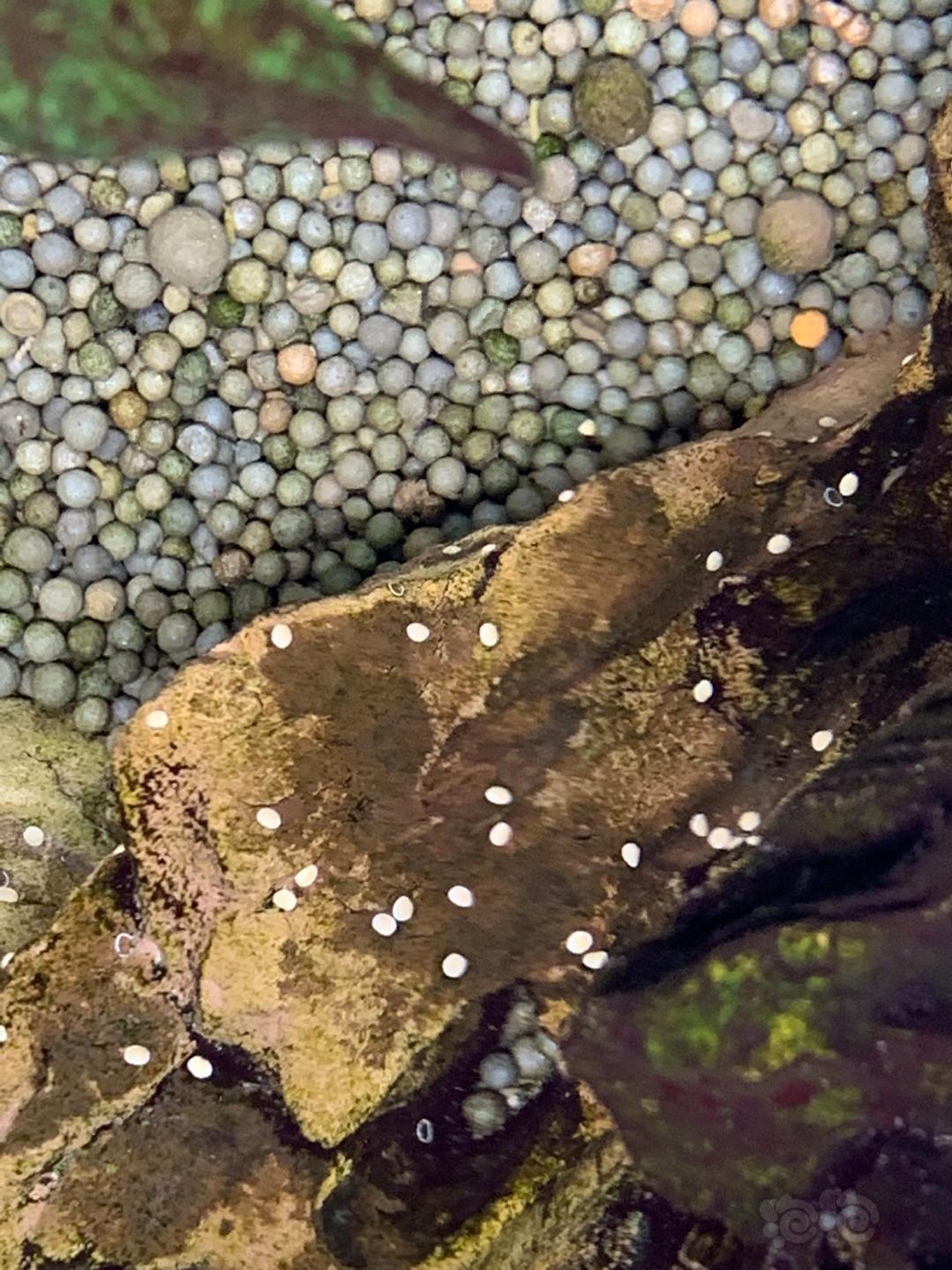 大神们帮忙看看这是什么虫卵吗有害吗