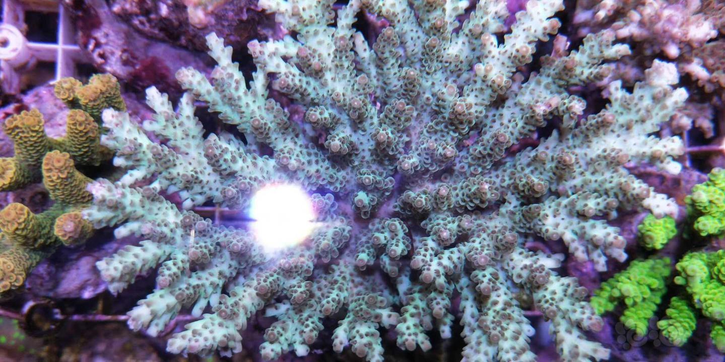 硬骨珊瑚