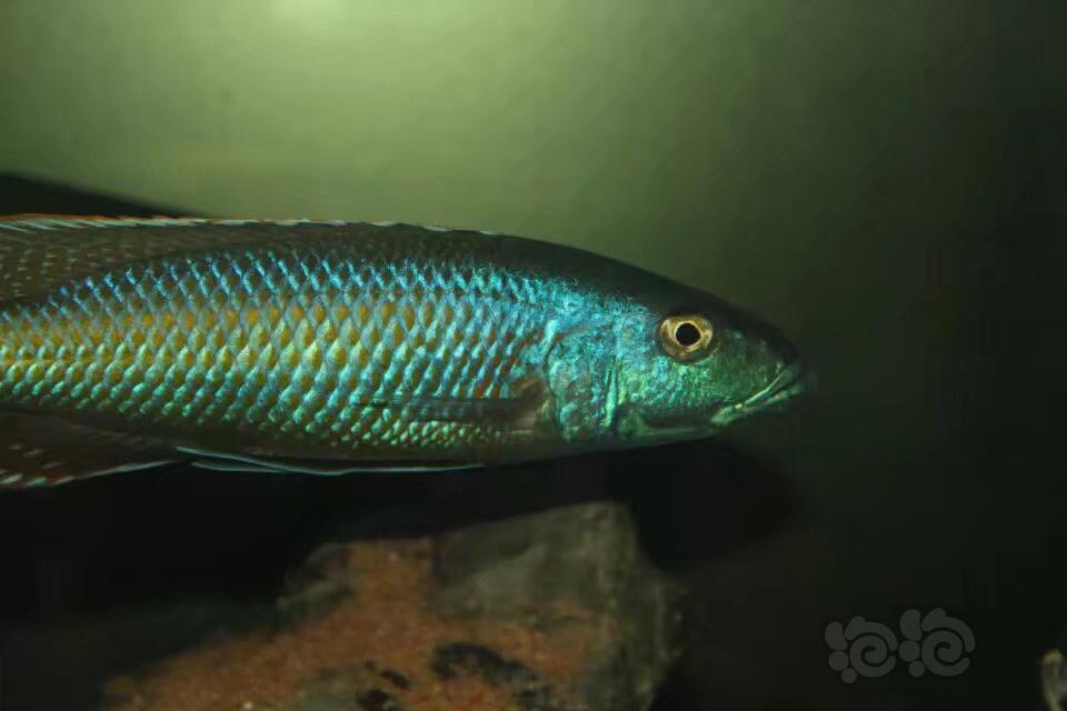 三湖慈鲷酷斯拉靓照欣赏