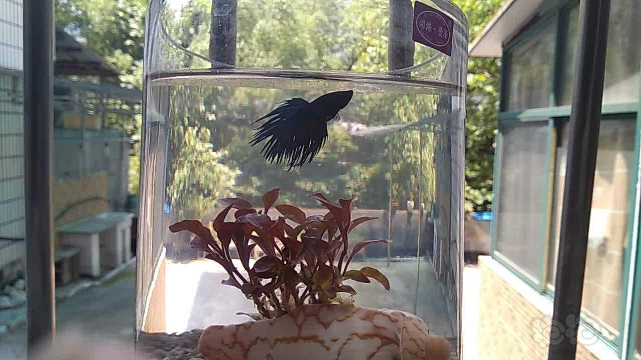 斗鱼 鱼鳍长歪了 泡泡水族