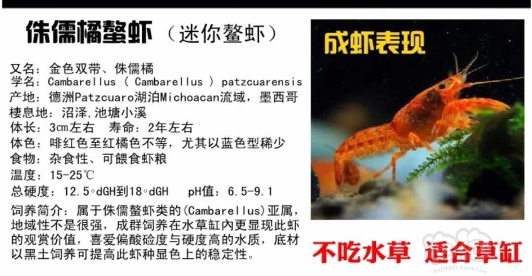 出售苏菲亚侏儒橘成虾-图2