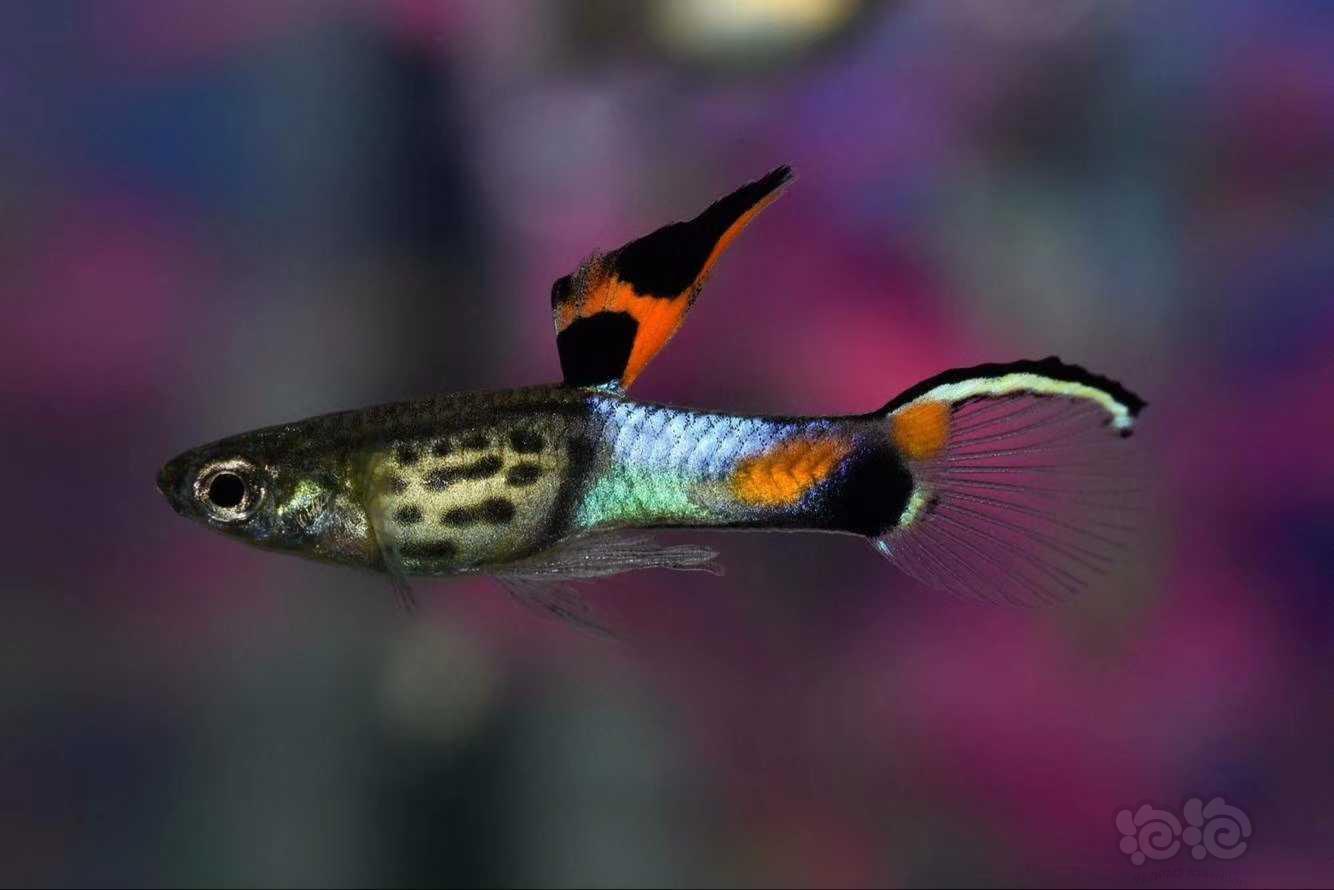 【鱼类】兜售野生安德拉斯