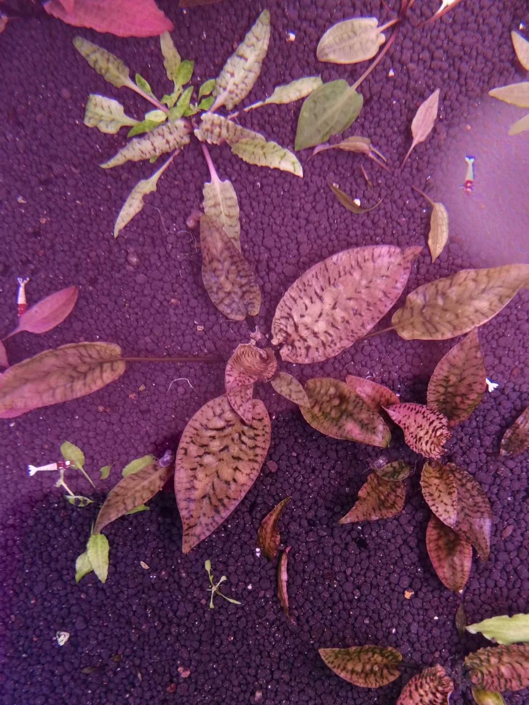紫艳盛翠-图1