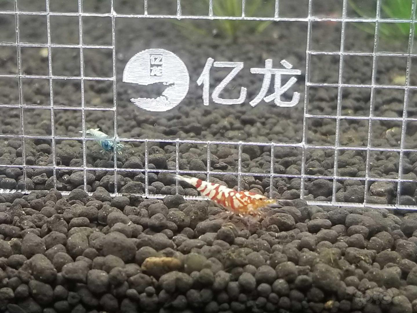【虾】2018-12-01#RMB拍卖红花虎三只-图18