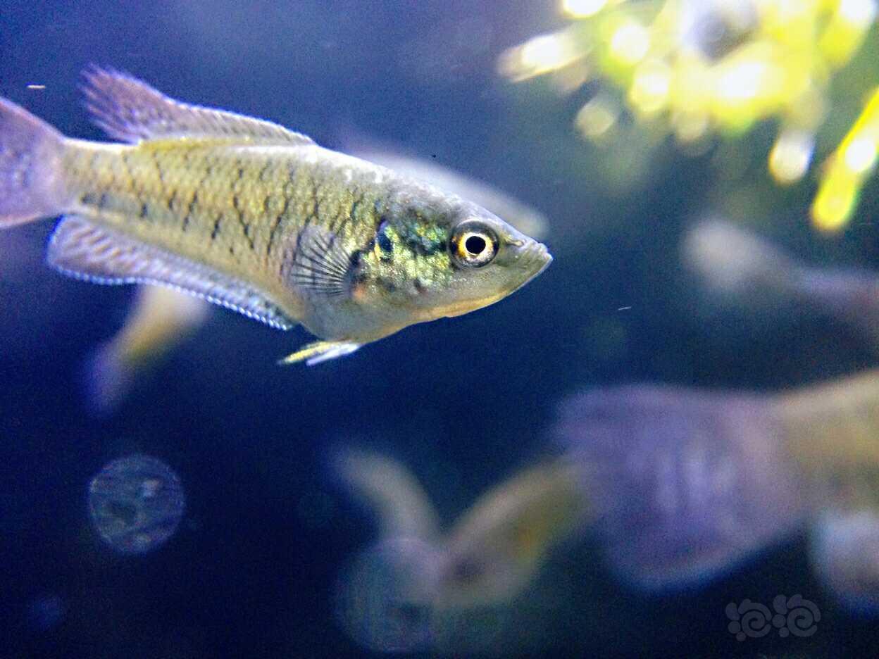 【国内原生鱼】【斗鱼】繁殖的蓝蛇苗子