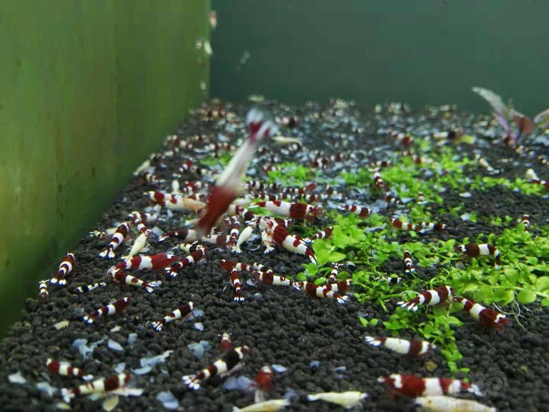 出珊瑚 美凤 moss 酒红水晶虾-图5