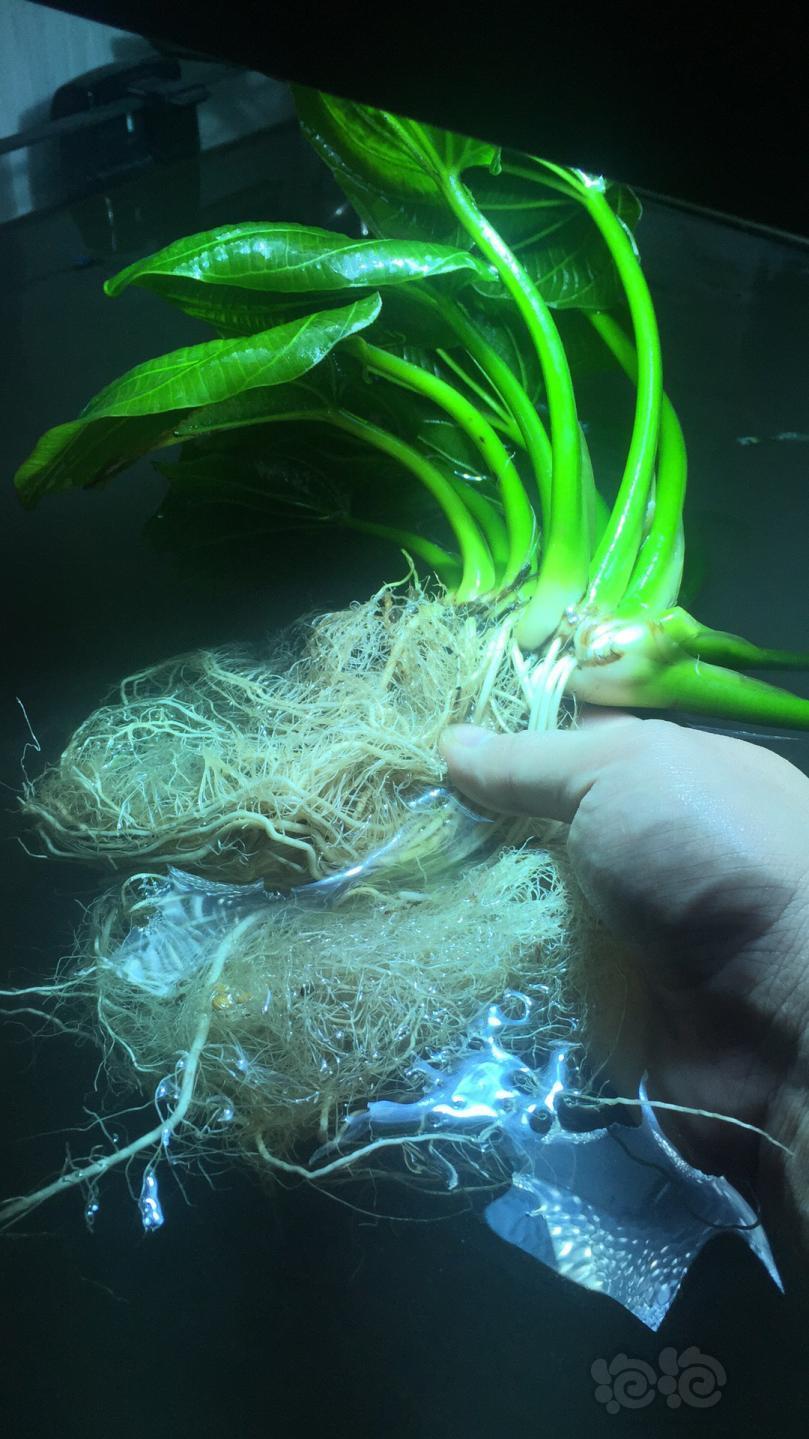 出09霸王伊瓜苏包邮包邮包邮