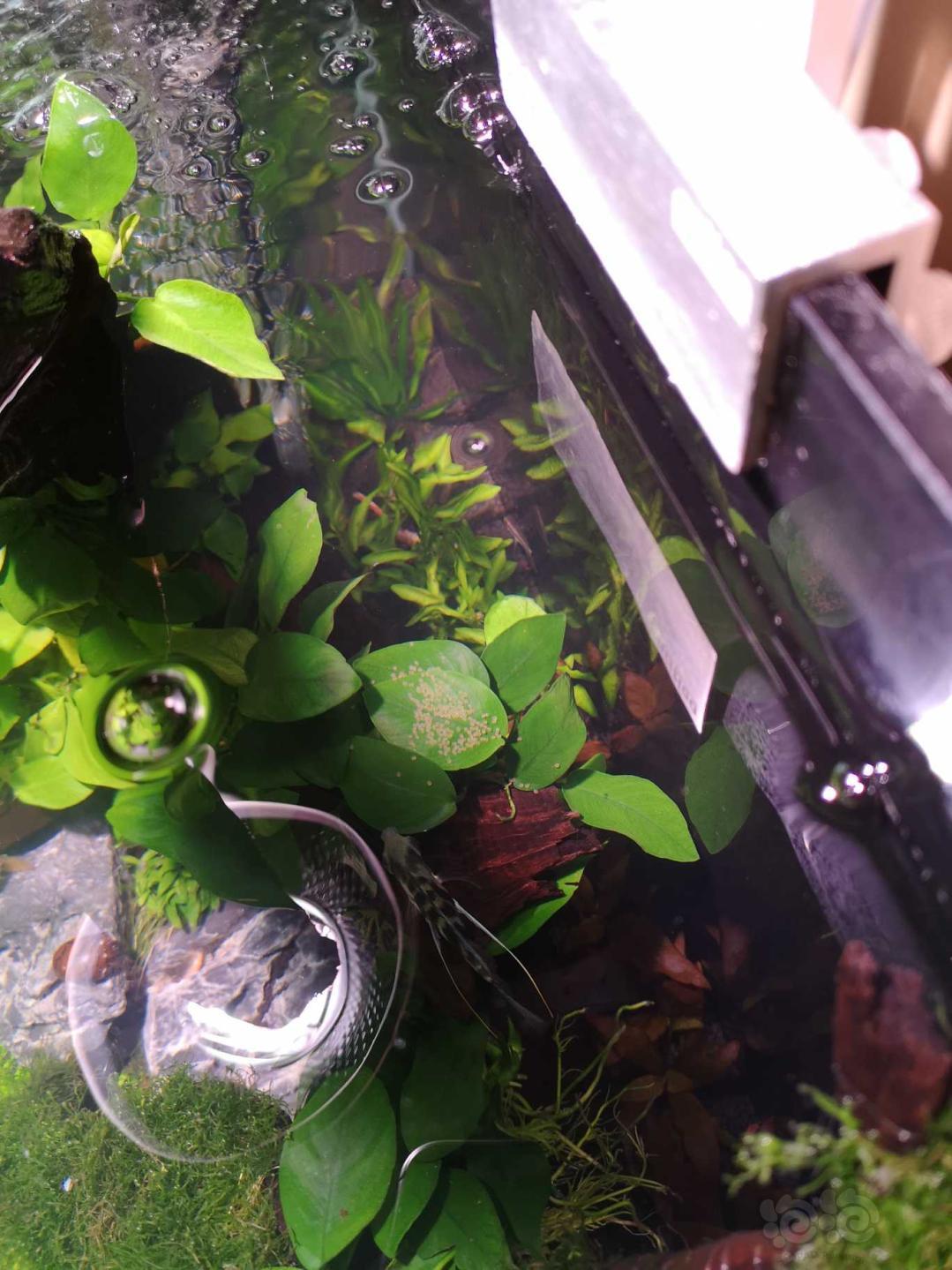 【神仙鱼】神仙鱼产卵了,好突然,懵逼中