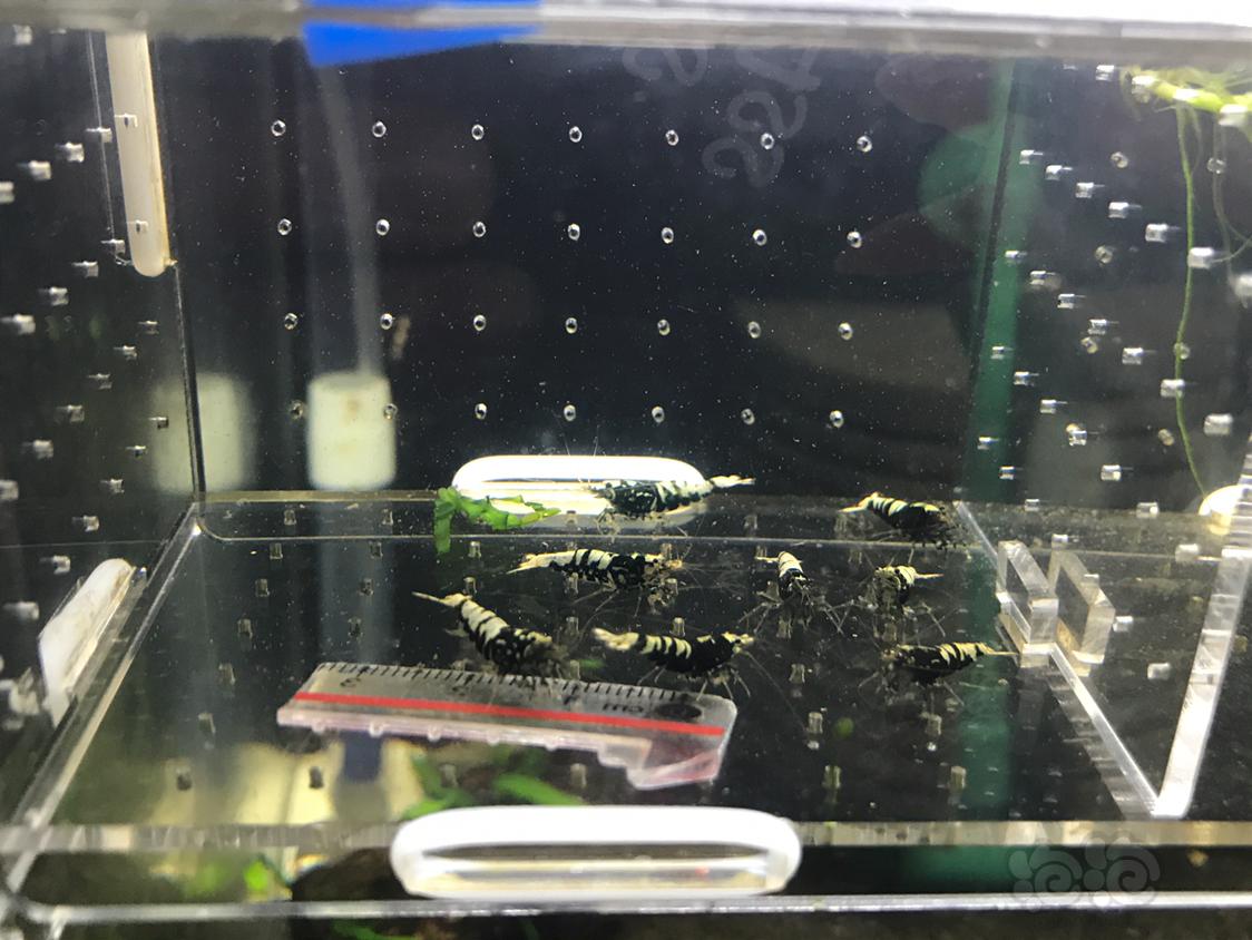 【虾】2018-11-15#RMB拍卖黑银河公虾一份8只-图7