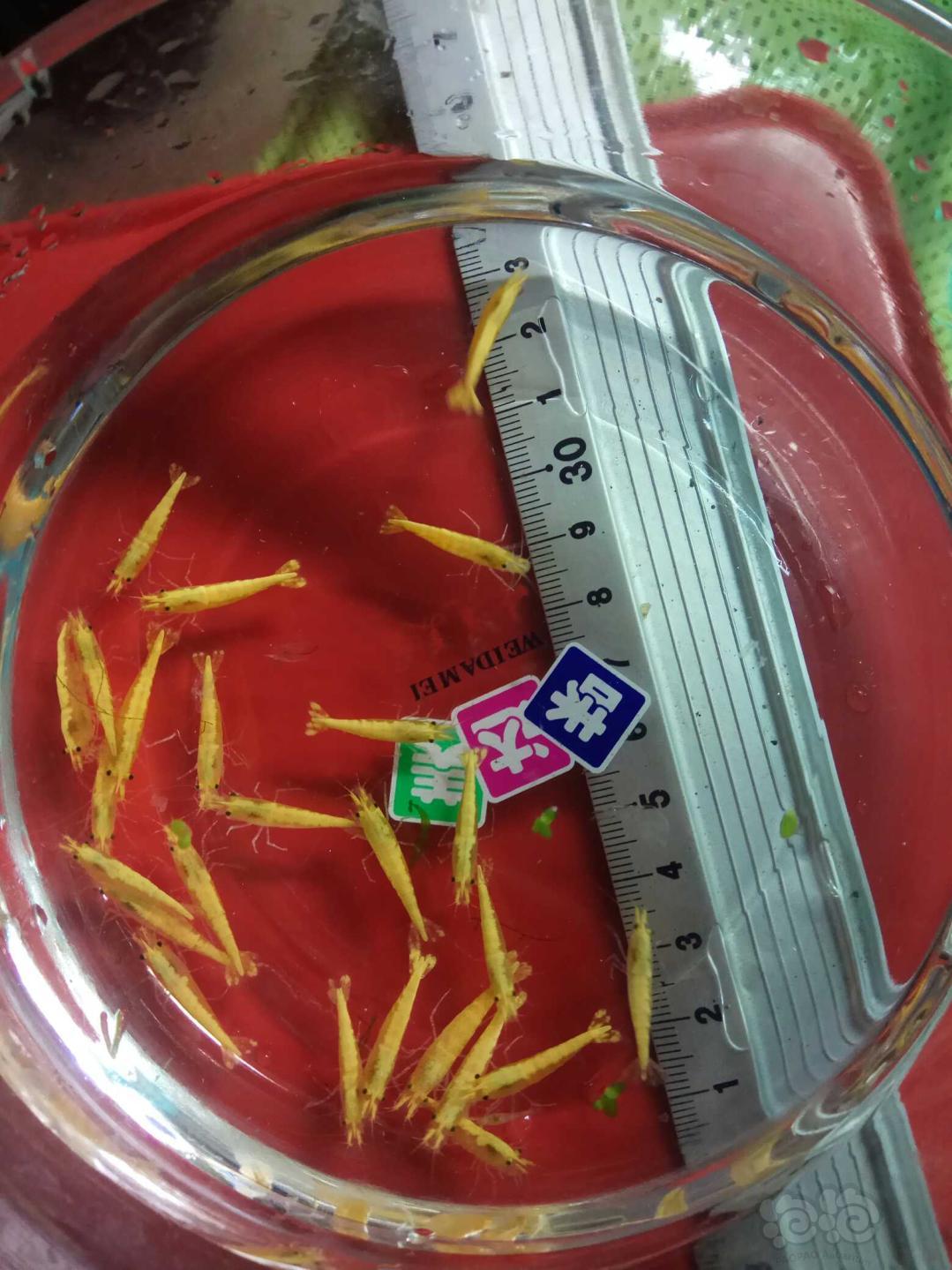 【虾】2018-11-12#RMB拍卖金背黄金米虾种虾25只，送5公-图1