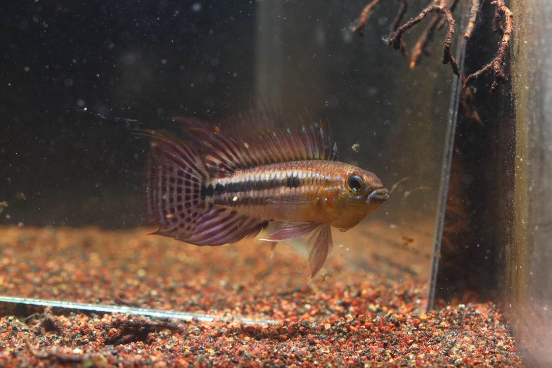 短鲷泰菲酋长短鲷