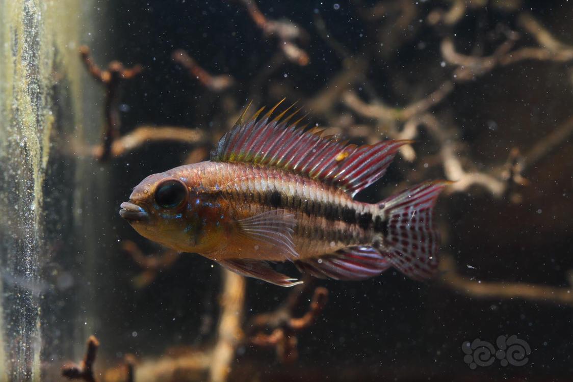 短鲷泰菲酋长短鲷